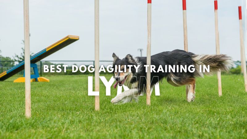 Best Dog Agility Training in Lymm