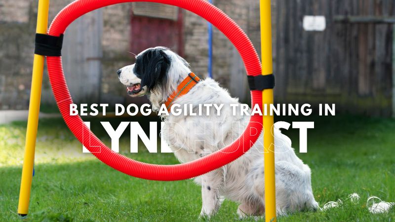 Best Dog Agility Training in Lyndhurst