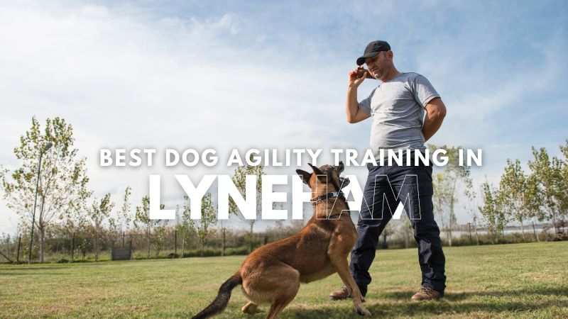 Best Dog Agility Training in Lyneham