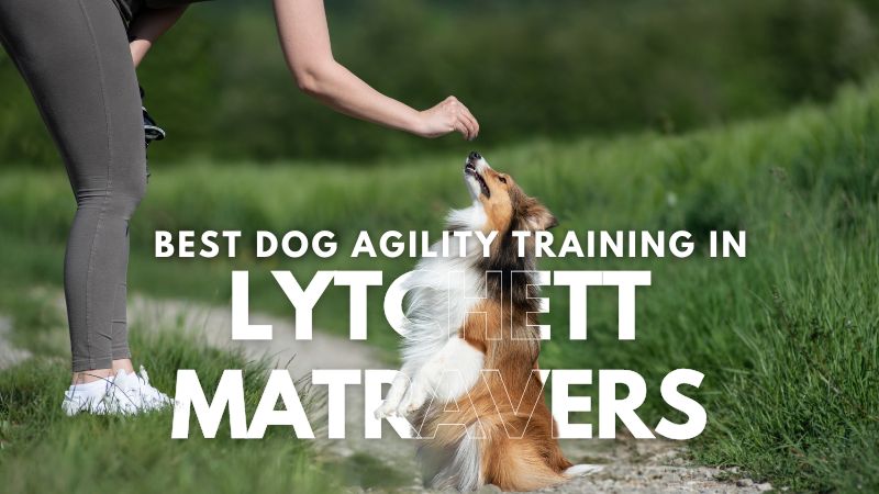 Best Dog Agility Training in Lytchett Matravers