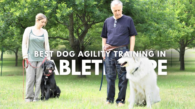 Best Dog Agility Training in Mablethorpe