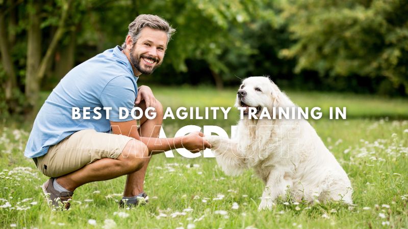 Best Dog Agility Training in Macduff