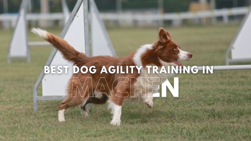 Best Dog Agility Training in Machen