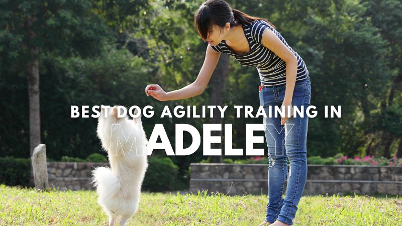 Best Dog Agility Training in Madeley