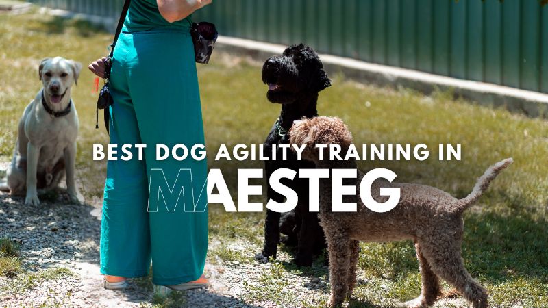 Best Dog Agility Training in Maesteg