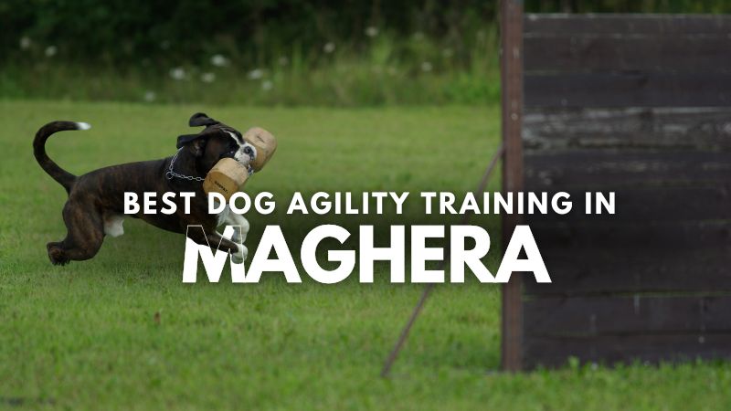 Best Dog Agility Training in Maghera