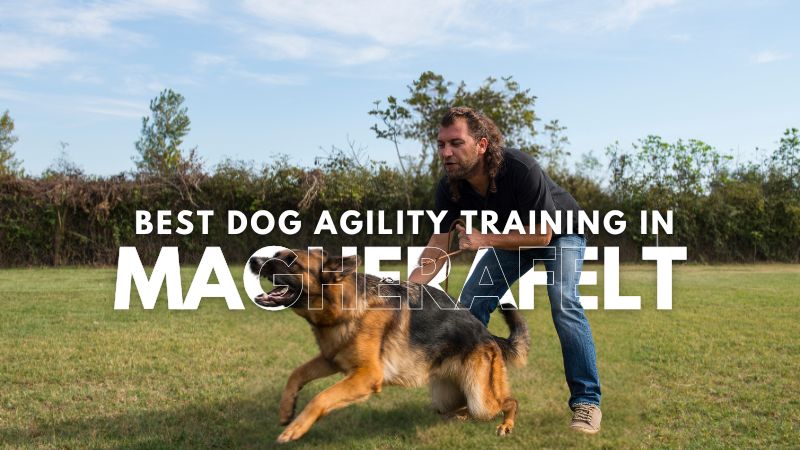 Best Dog Agility Training in Magherafelt