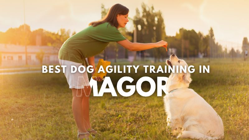 Best Dog Agility Training in Magor