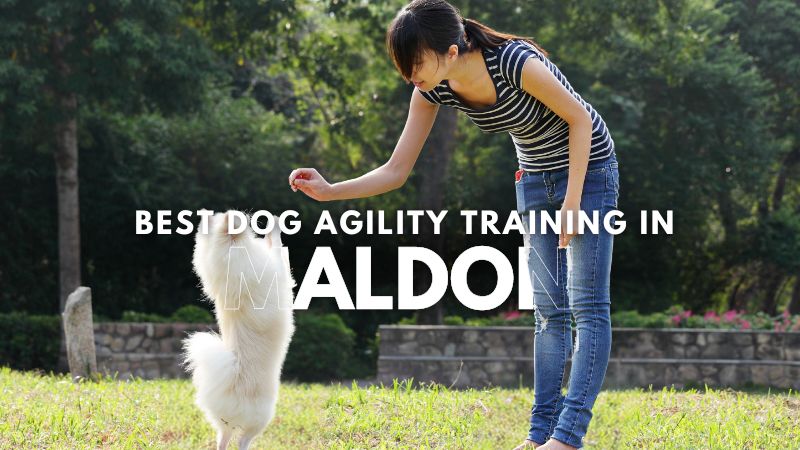 Best Dog Agility Training in Maldon