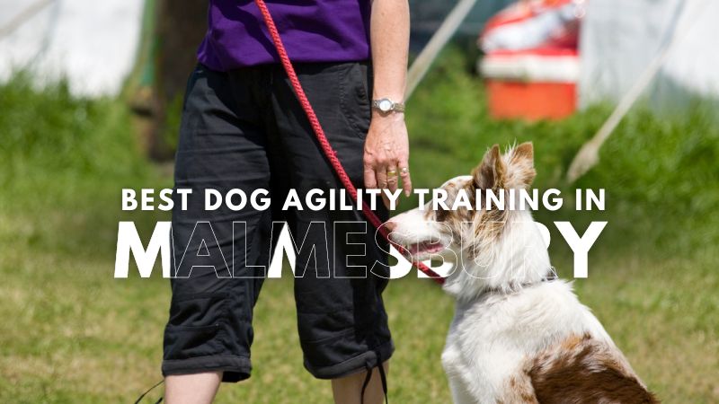 Best Dog Agility Training in Malmesbury