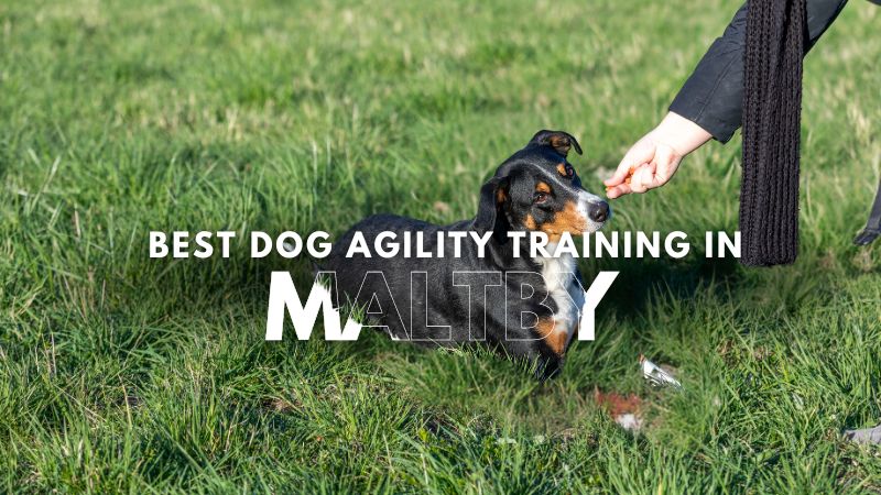 Best Dog Agility Training in Maltby