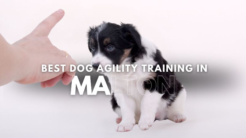Best Dog Agility Training in Malton