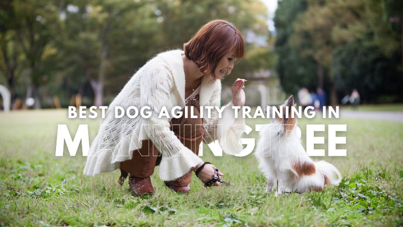 Best Dog Agility Training in Manningtree