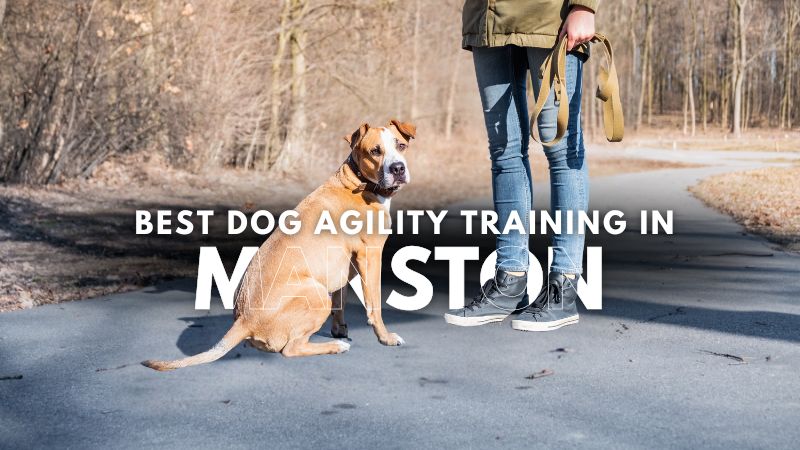 Best Dog Agility Training in Manston