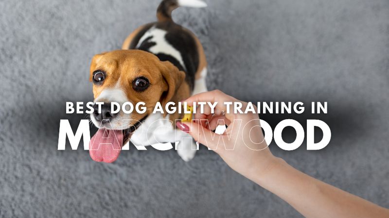 Best Dog Agility Training in Marchwood