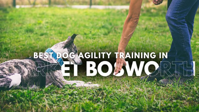 Best Dog Agility Training in Market Bosworth