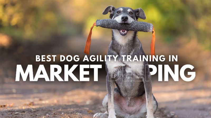 Best Dog Agility Training in Market Deeping
