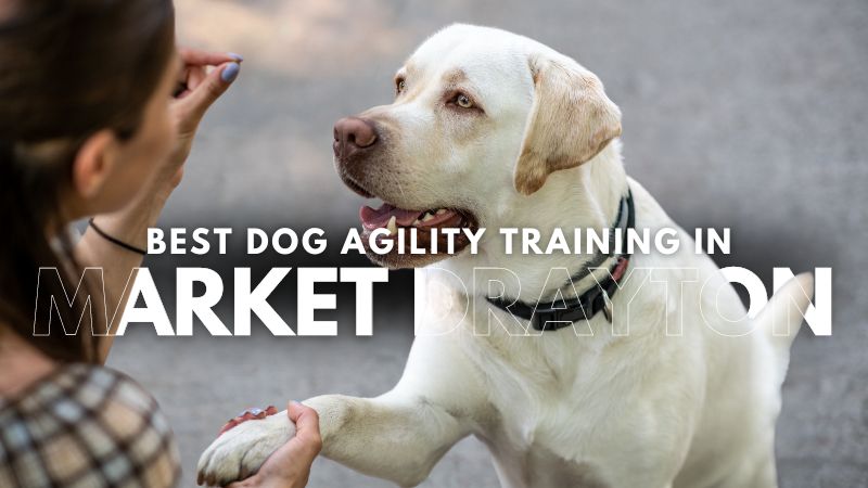 Best Dog Agility Training in Market Drayton