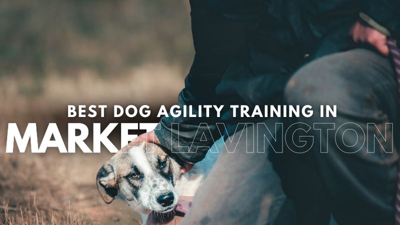 Best Dog Agility Training in Market Lavington