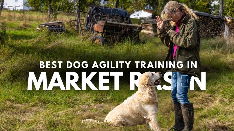 Best Dog Agility Training in Market Rasen