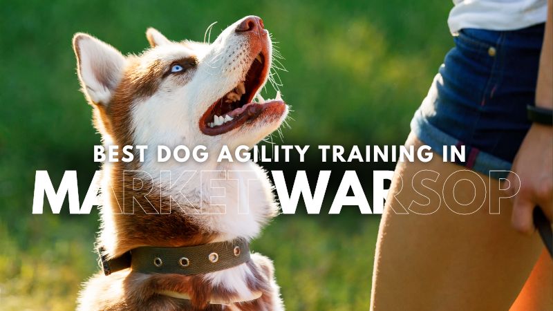 Best Dog Agility Training in Market Warsop