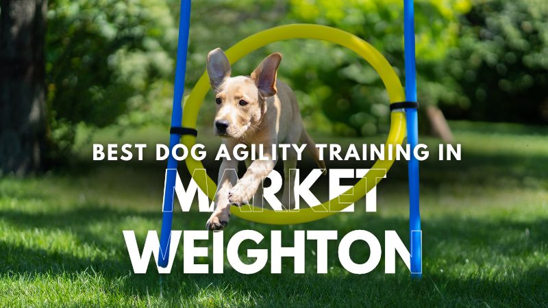 Best Dog Agility Training in Market Weighton