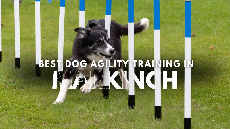 Best Dog Agility Training in Markinch