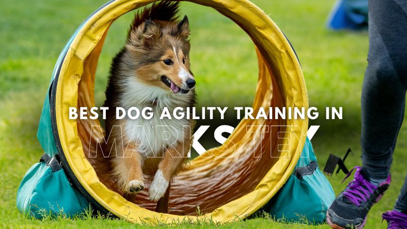 Best Dog Agility Training in Marks Tey