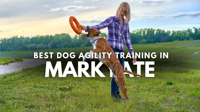 Best Dog Agility Training in Markyate