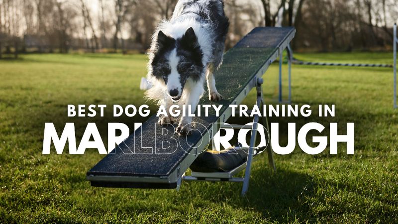 Best Dog Agility Training in Marlborough