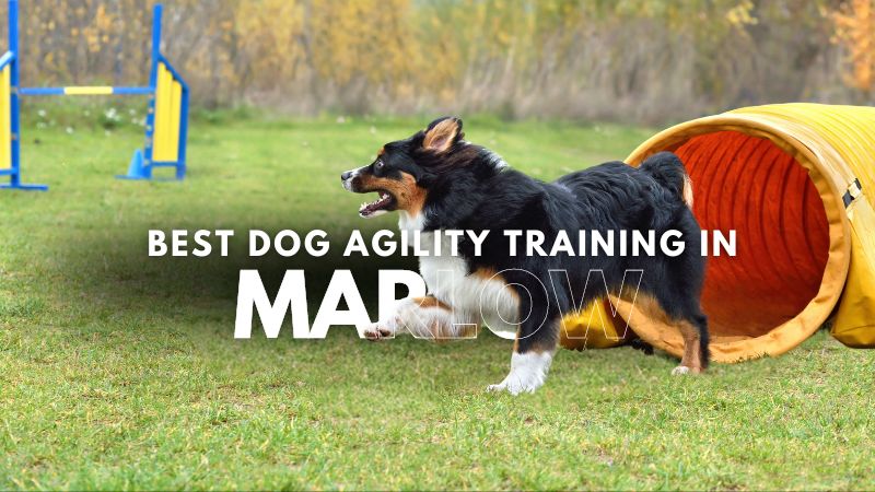 Best Dog Agility Training in Marlow