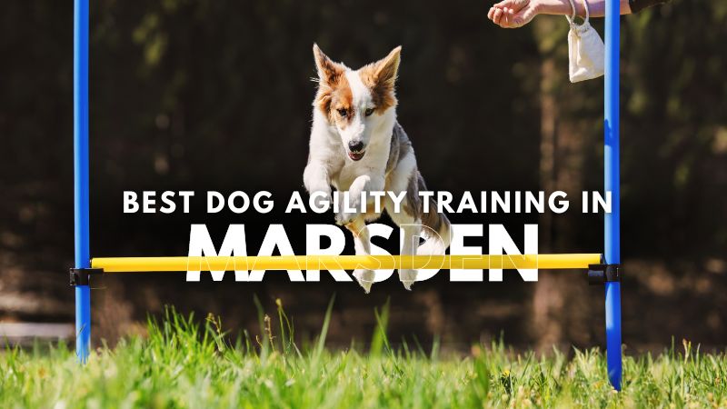 Best Dog Agility Training in Marsden