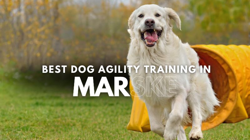 Best Dog Agility Training in Marske