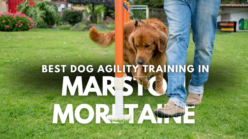 Best Dog Agility Training in Marston Moretaine