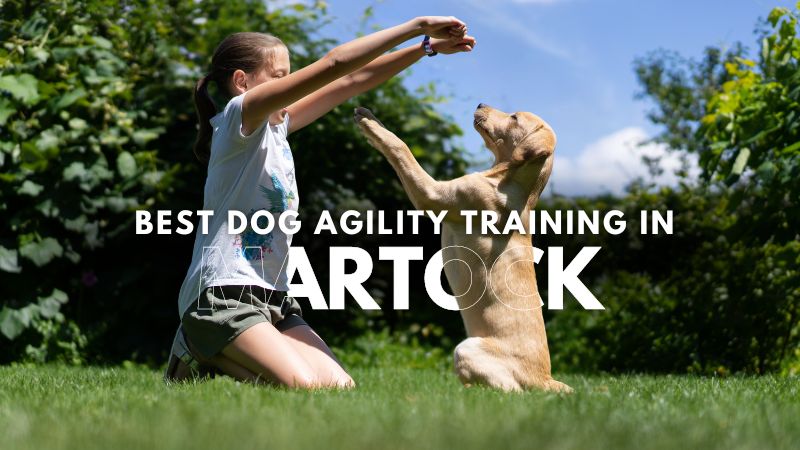 Best Dog Agility Training in Martock