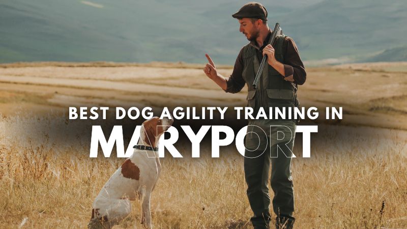 Best Dog Agility Training in Maryport