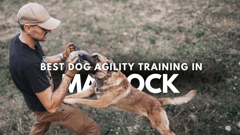 Best Dog Agility Training in Matlock