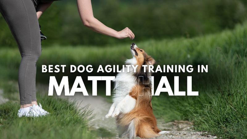 Best Dog Agility Training in Mattishall