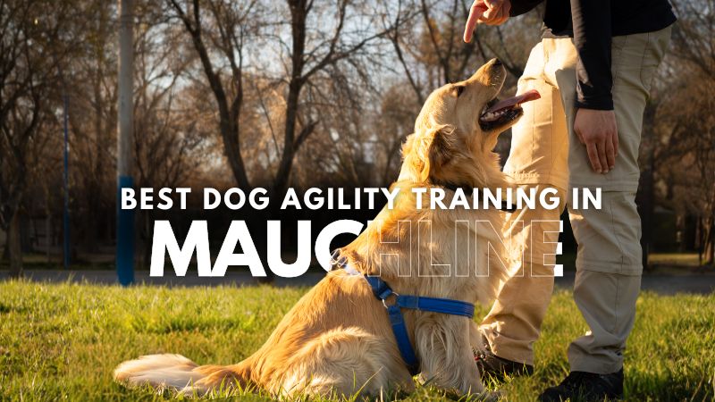 Best Dog Agility Training in Mauchline