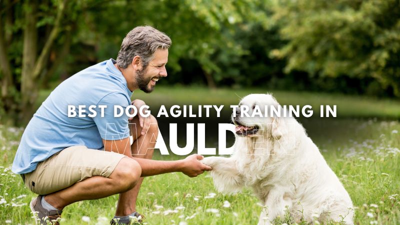 Best Dog Agility Training in Maulden