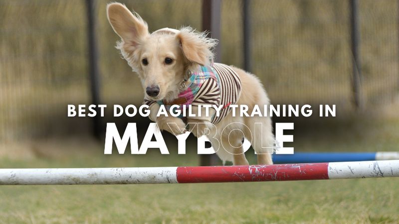 Best Dog Agility Training in Maybole