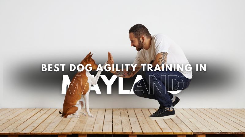 Best Dog Agility Training in Mayland