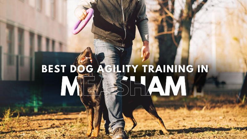 Best Dog Agility Training in Measham