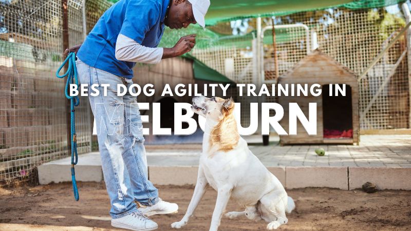 Best Dog Agility Training in Melbourn