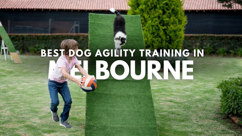 Best Dog Agility Training in Melbourne