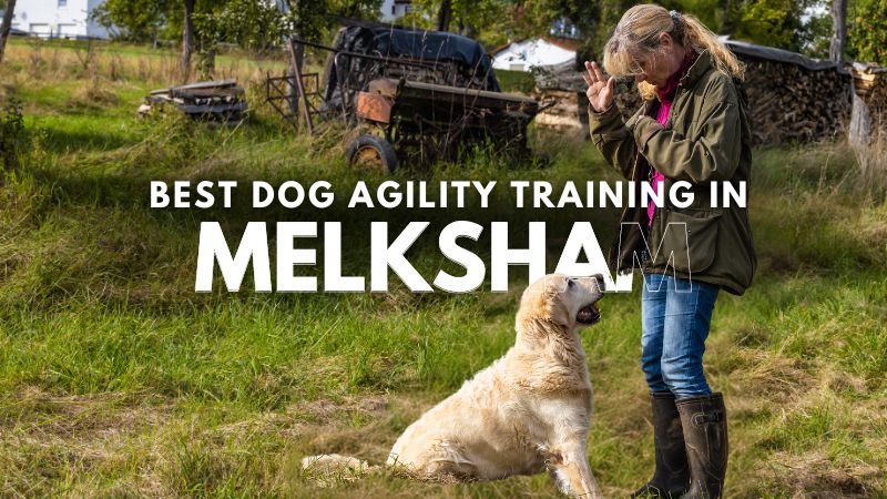 Best Dog Agility Training in Melksham