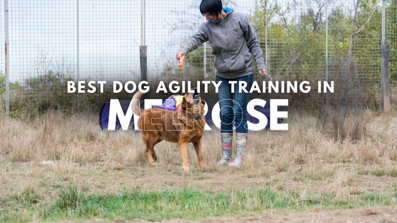 Best Dog Agility Training in Melrose