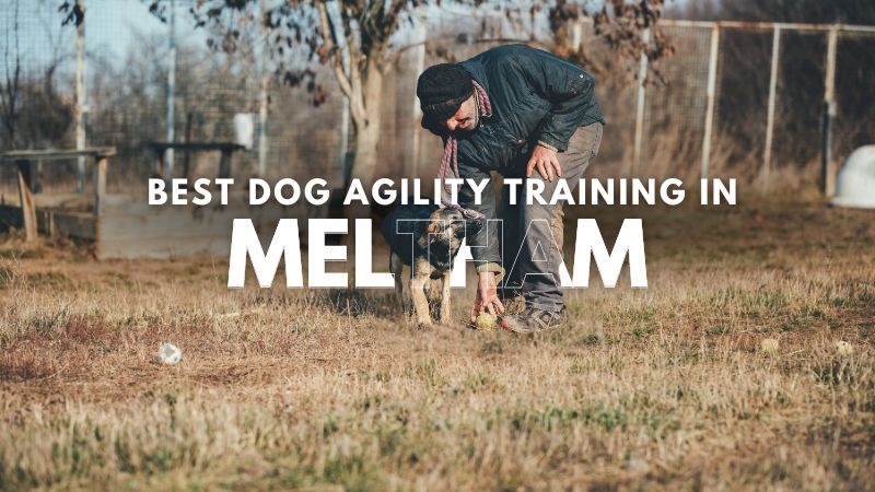 Best Dog Agility Training in Meltham