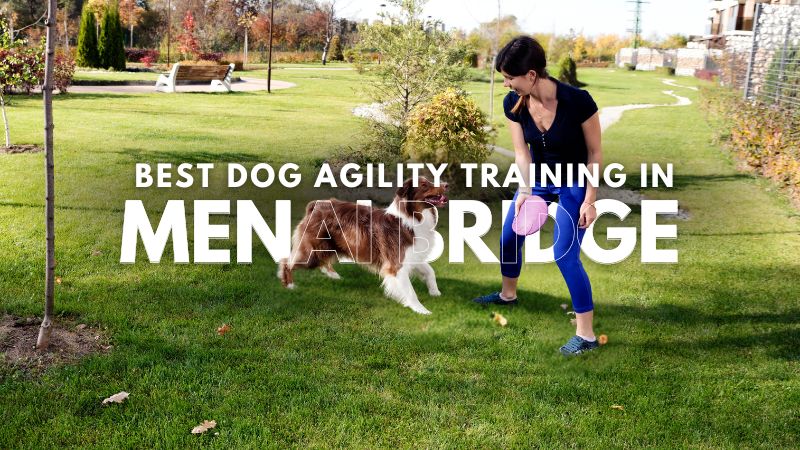 Best Dog Agility Training in Menai Bridge