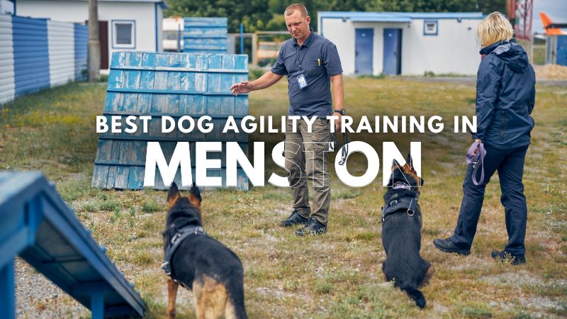 Best Dog Agility Training in Menston